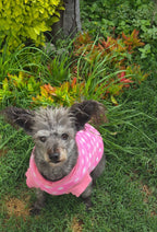 PERRITA EN JARDÍN - 0962S