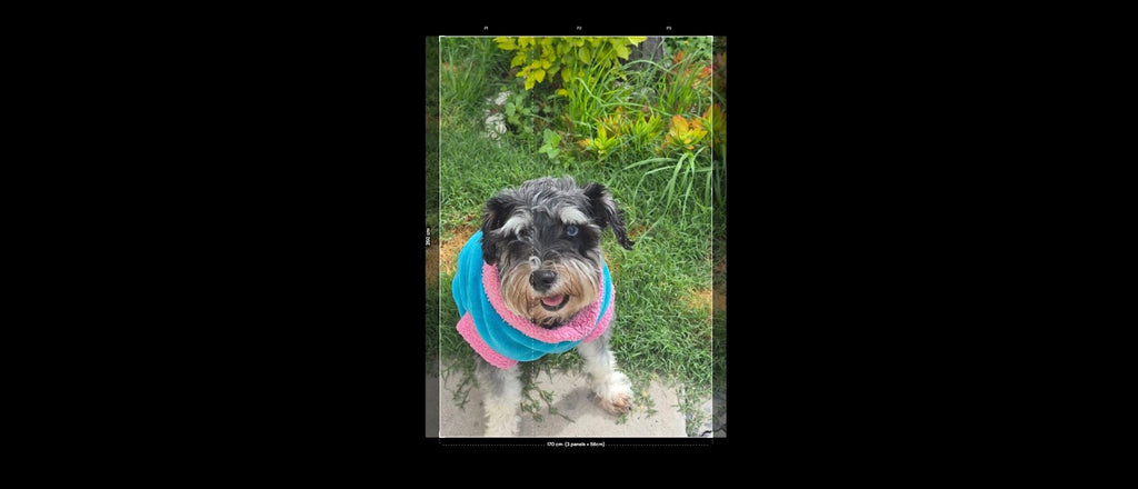 PERRITO OJOS AZULES - 0961S