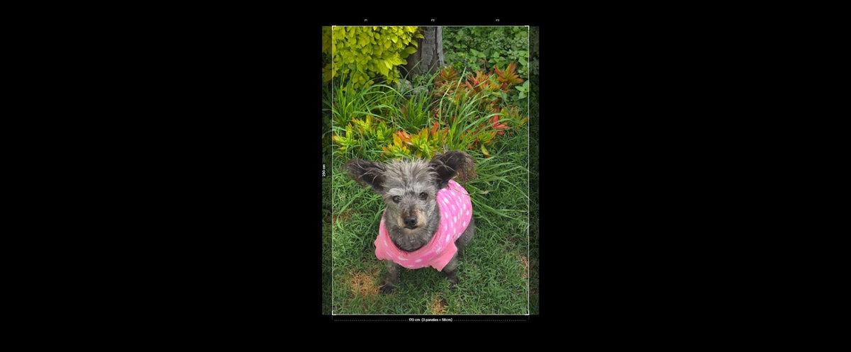 PERRITA EN JARDÍN - 0962S