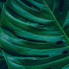 DECORACIÓN DE HOJAS 73