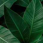 DECORACIÓN DE HOJAS 71