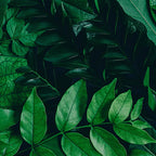 DECORACIÓN DE HOJAS 56